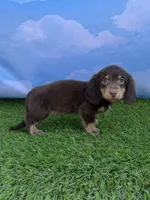 AKC Connor , a male Miniature Dachshund for sale in Bonne Terre, MO – 2 of 10