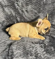 AKC Jolene, a female French Bulldog for sale in Bonne Terre, MO – 5 of 10