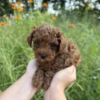 Rocco , a male Poodle - Toy  for sale in Bonne Terre, MO – 2 of 8