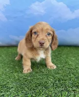 AKC Conway, a male Miniature Dachshund for sale in Bonne Terre, MO – 5 of 10