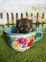 AKC Pip, a male Pomeranian for sale in Bonne Terre, MO – 2 of 10