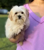Gilly , a male Maltipoo for sale in Bonne Terre, MO – 4 of 10