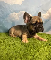 AKC Jagger, a male French Bulldog for sale in Bonne Terre, MO – 4 of 10
