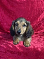 AKC Baylor , a male Miniature Dachshund for sale in Bonne Terre, MO – 3 of 10