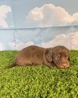 AKC Denver , a male Miniature Dachshund for sale in Bonne Terre, MO – Photo 3 of 10