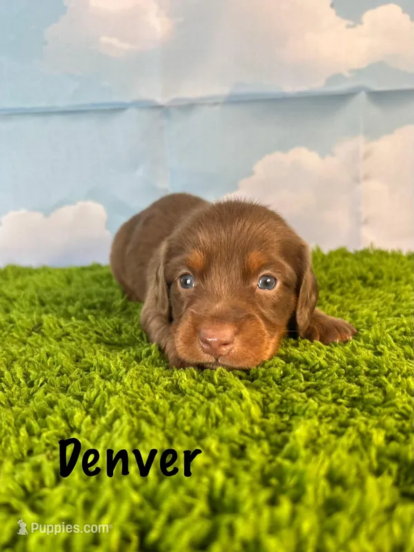 AKC Denver  – Miniature Dachshund puppy for sale in Bonne Terre, MO