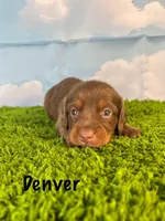 AKC Denver , a male Miniature Dachshund for sale in Bonne Terre, MO – Photo 1 of 10