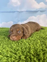 AKC Denver , a male Miniature Dachshund for sale in Bonne Terre, MO – Photo 2 of 10