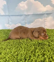 AKC Denver , a male Miniature Dachshund for sale in Bonne Terre, MO – Photo 8 of 10