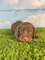 AKC Denver , a male Miniature Dachshund for sale in Bonne Terre, MO – Photo 7 of 10