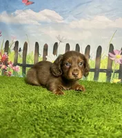 AKC Denver , a male Miniature Dachshund for sale in Bonne Terre, MO – 6 of 10