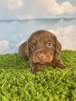 AKC Denver , a male Miniature Dachshund for sale in Bonne Terre, MO – Photo 4 of 10