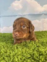 AKC Denver , a male Miniature Dachshund for sale in Bonne Terre, MO – Photo 6 of 10