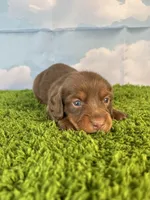 AKC Denver , a male Miniature Dachshund for sale in Bonne Terre, MO – Photo 5 of 10