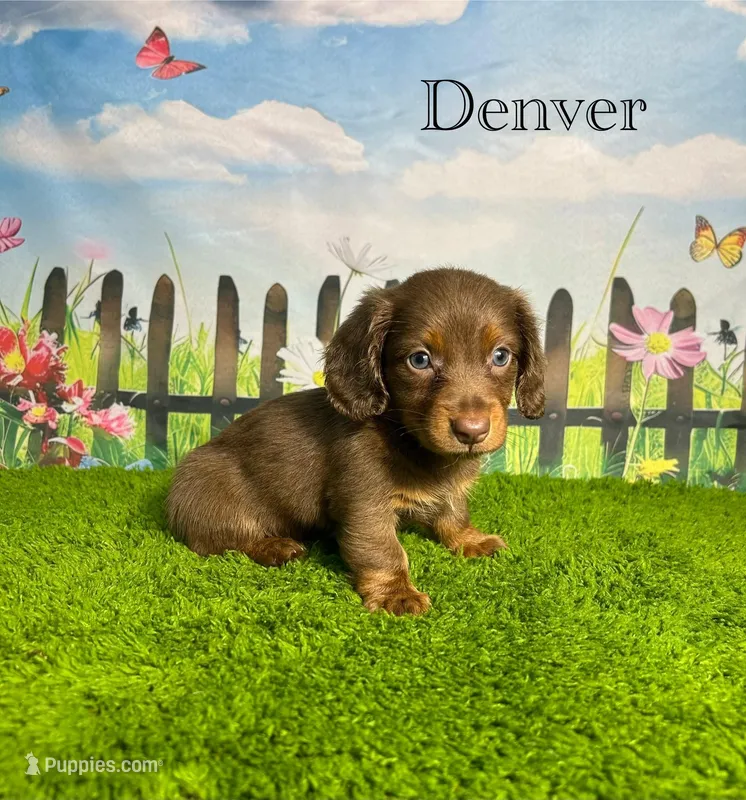AKC Denver  – Miniature Dachshund puppy for sale in Bonne Terre, MO