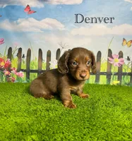 AKC Denver , a male Miniature Dachshund for sale in Bonne Terre, MO – 4 of 10