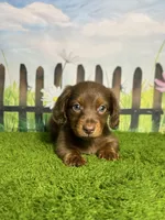 AKC Denver , a male Miniature Dachshund for sale in Bonne Terre, MO – 5 of 10