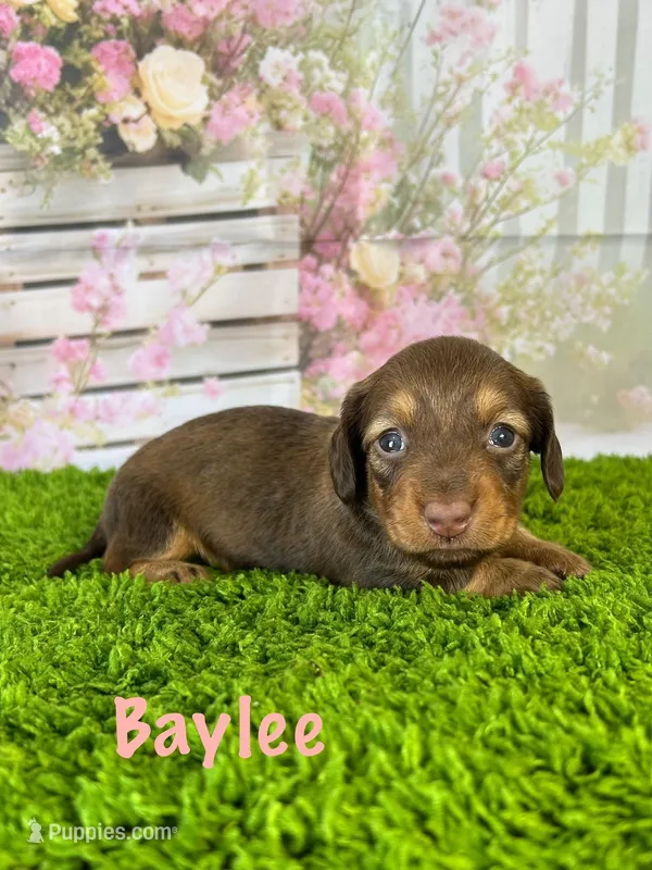 AKC Baylee – Miniature Dachshund puppy for sale in Bonne Terre, MO