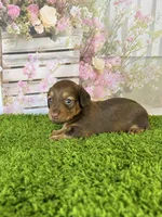 AKC Baylee, a female Miniature Dachshund for sale in Bonne Terre, MO – Photo 8 of 10