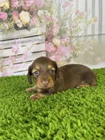 AKC Baylee, a female Miniature Dachshund for sale in Bonne Terre, MO – Photo 4 of 10
