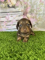 AKC Baylee, a female Miniature Dachshund for sale in Bonne Terre, MO – Photo 3 of 10