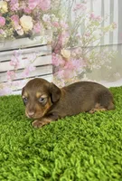AKC Baylee, a female Miniature Dachshund for sale in Bonne Terre, MO – Photo 7 of 10