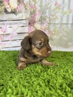 AKC Baylee, a female Miniature Dachshund for sale in Bonne Terre, MO – Photo 5 of 10