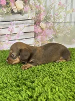 AKC Baylee, a female Miniature Dachshund for sale in Bonne Terre, MO – Photo 6 of 10