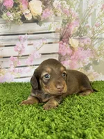 AKC Baylee, a female Miniature Dachshund for sale in Bonne Terre, MO – Photo 2 of 10