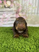 AKC Coco , a female Miniature Dachshund for sale in Bonne Terre, MO – Photo 3 of 10