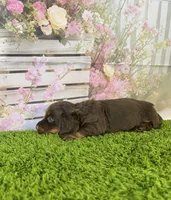 AKC Coco , a female Miniature Dachshund for sale in Bonne Terre, MO – Photo 5 of 10