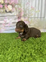 AKC Coco , a female Miniature Dachshund for sale in Bonne Terre, MO – Photo 6 of 10