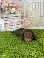 AKC Coco , a female Miniature Dachshund for sale in Bonne Terre, MO – Photo 8 of 10