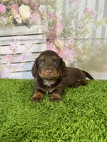 AKC Coco , a female Miniature Dachshund for sale in Bonne Terre, MO – Photo 2 of 10