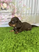 AKC Coco , a female Miniature Dachshund for sale in Bonne Terre, MO – Photo 4 of 10