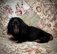AKC Coco , a female Miniature Dachshund for sale in Bonne Terre, MO – Photo 9 of 10