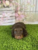 AKC Coco , a female Miniature Dachshund for sale in Bonne Terre, MO – Photo 7 of 10