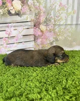 AKC Birdie , a female Miniature Dachshund for sale in Bonne Terre, MO – Photo 7 of 10