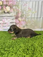 AKC Birdie , a female Miniature Dachshund for sale in Bonne Terre, MO – Photo 5 of 10