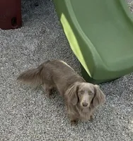 AKC Birdie , a female Miniature Dachshund for sale in Bonne Terre, MO – Photo 9 of 10
