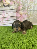 AKC Birdie , a female Miniature Dachshund for sale in Bonne Terre, MO – Photo 8 of 10