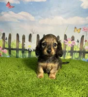 AKC Birdie , a female Miniature Dachshund for sale in Bonne Terre, MO – 3 of 10