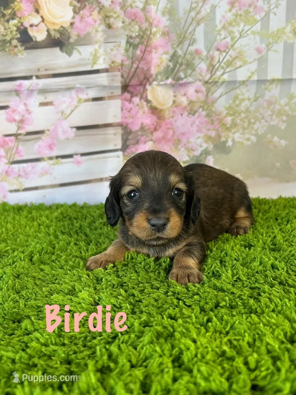 AKC Birdie  – Miniature Dachshund puppy for sale in Bonne Terre, MO
