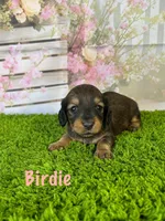 AKC Birdie , a female Miniature Dachshund for sale in Bonne Terre, MO – Photo 1 of 10