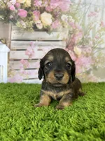 AKC Birdie , a female Miniature Dachshund for sale in Bonne Terre, MO – Photo 3 of 10