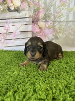 AKC Birdie , a female Miniature Dachshund for sale in Bonne Terre, MO – Photo 4 of 10