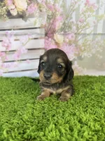 AKC Birdie , a female Miniature Dachshund for sale in Bonne Terre, MO – Photo 6 of 10
