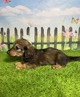 AKC Birdie , a female Miniature Dachshund for sale in Bonne Terre, MO – 2 of 10