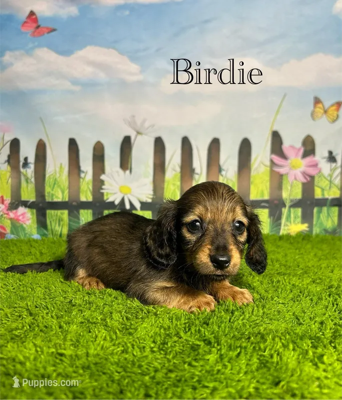 AKC Birdie  – Miniature Dachshund puppy for sale in Bonne Terre, MO