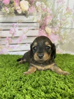 AKC Birdie , a female Miniature Dachshund for sale in Bonne Terre, MO – Photo 2 of 10